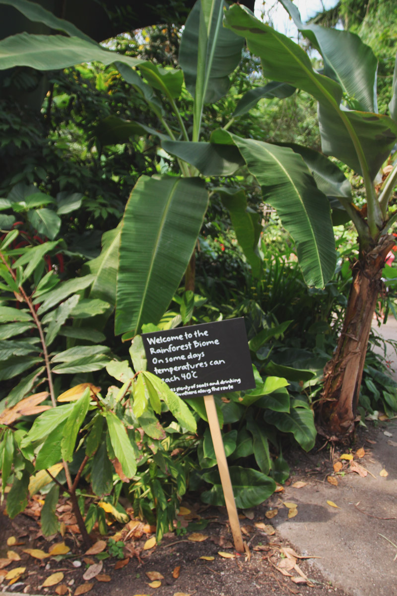 Eden Project - Rainforest Biome