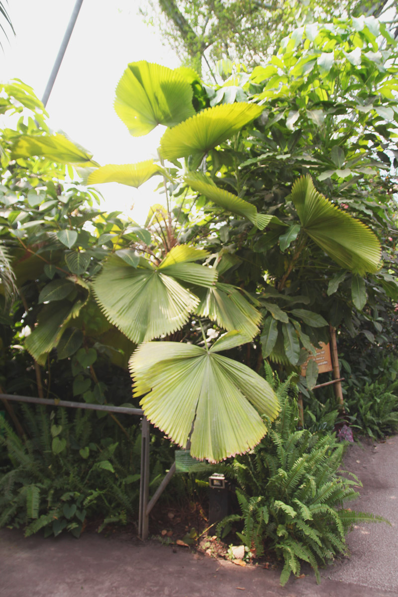 Eden Project - Rainforest Biome