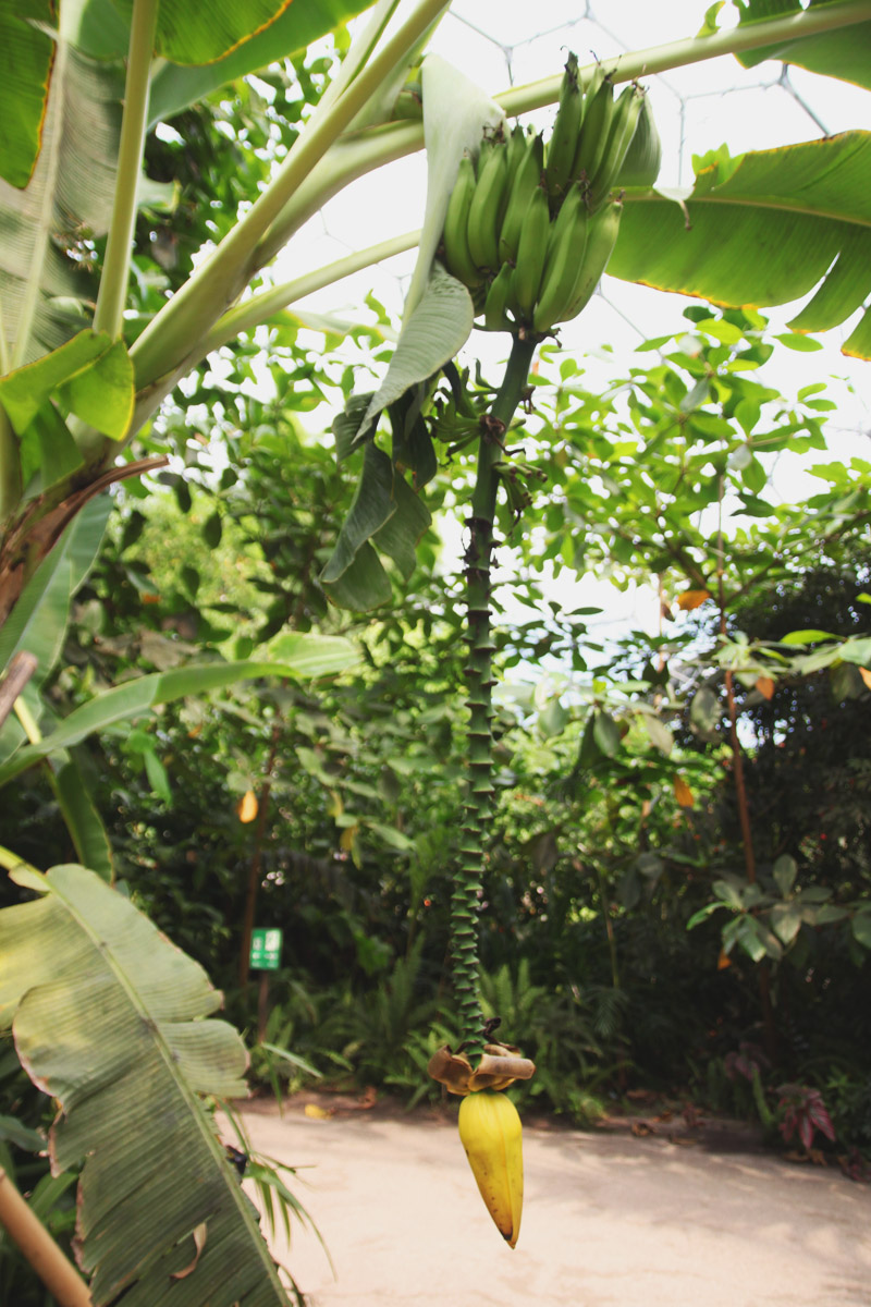 Eden Project - Rainforest Biome