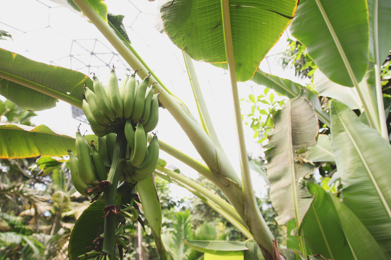 Eden Project - Rainforest Biome