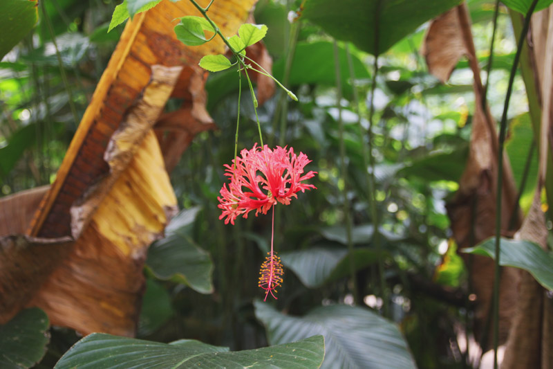 Eden Project - Rainforest Biome