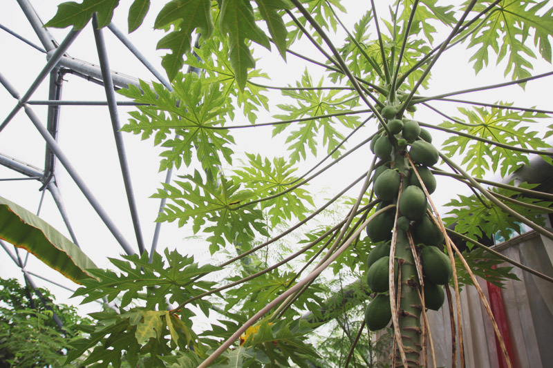 Eden Project - Rainforest Biome