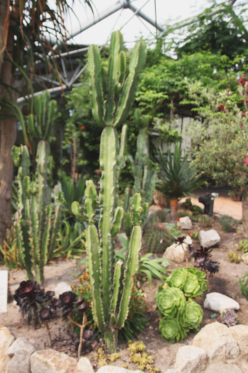 Eden Project - Mediterranean Biome