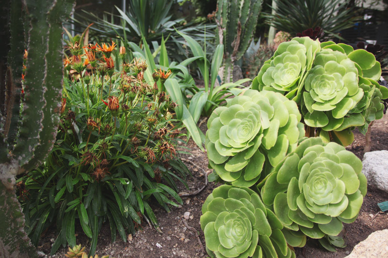 Eden Project - Mediterranean Biome