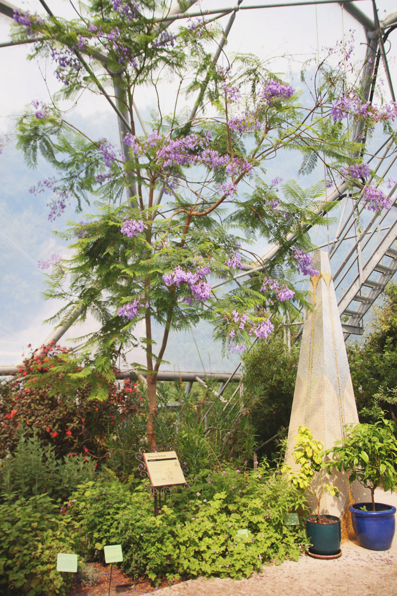 Eden Project - Mediterranean Biome