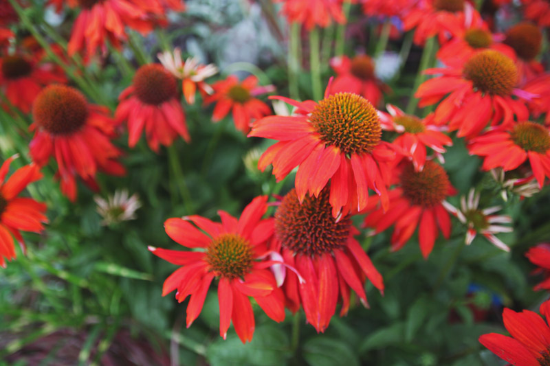 Echinacea