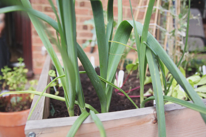 Raised Vegetable Garden - Leeks