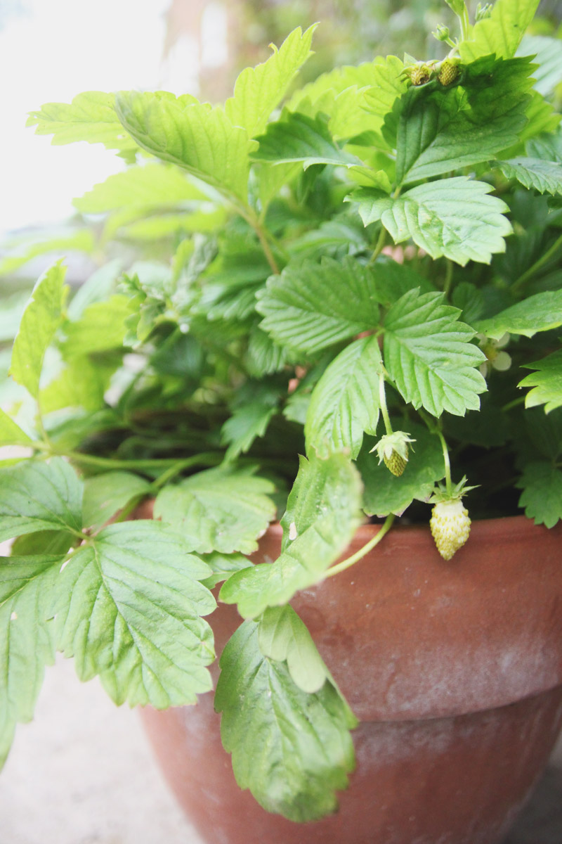 Raised Vegetable Garden - Strawberries