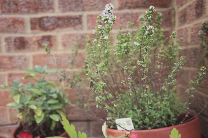 Raised Vegetable Garden - Oregano