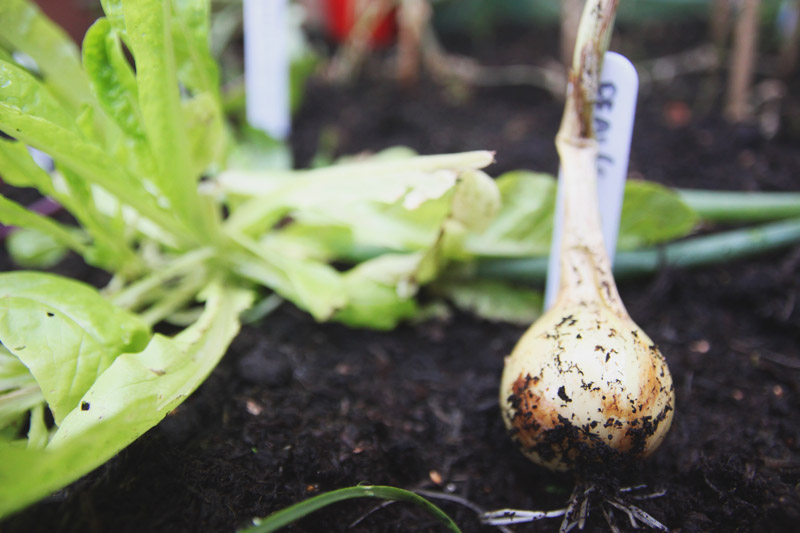 Raised Vegetable Garden - Onions