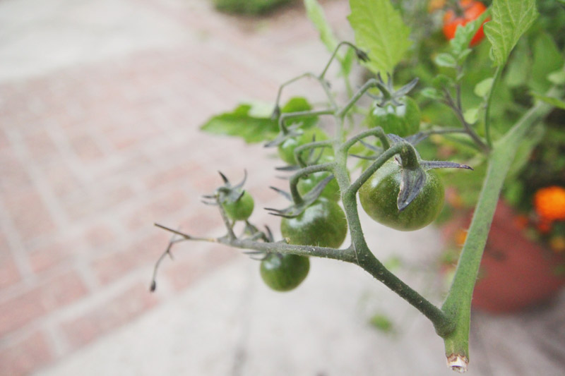 Raised Vegetable Garden - Tomatoes