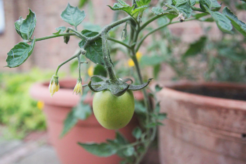 Raised Vegetable Garden - Tomatoes