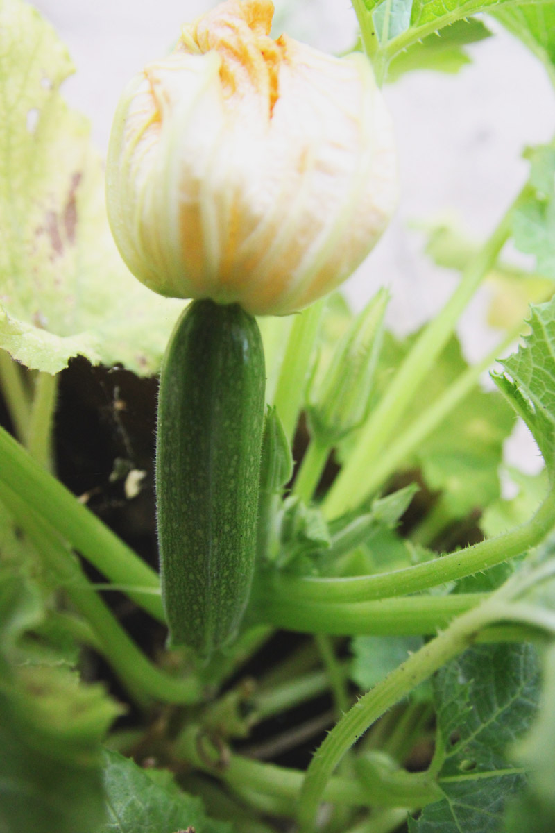 Raised Vegetable Garden - Courgette