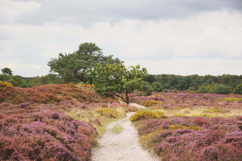 Dunwich Heath