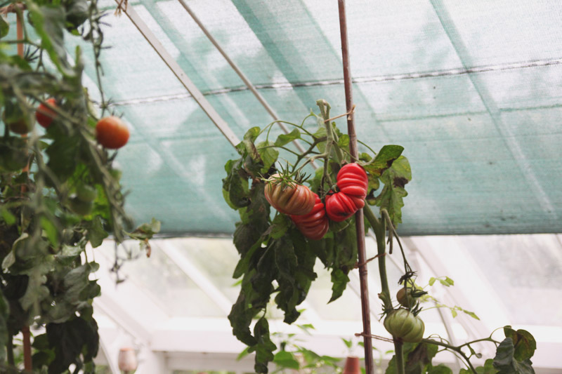 Clumber Park Walled Kitchen Garden