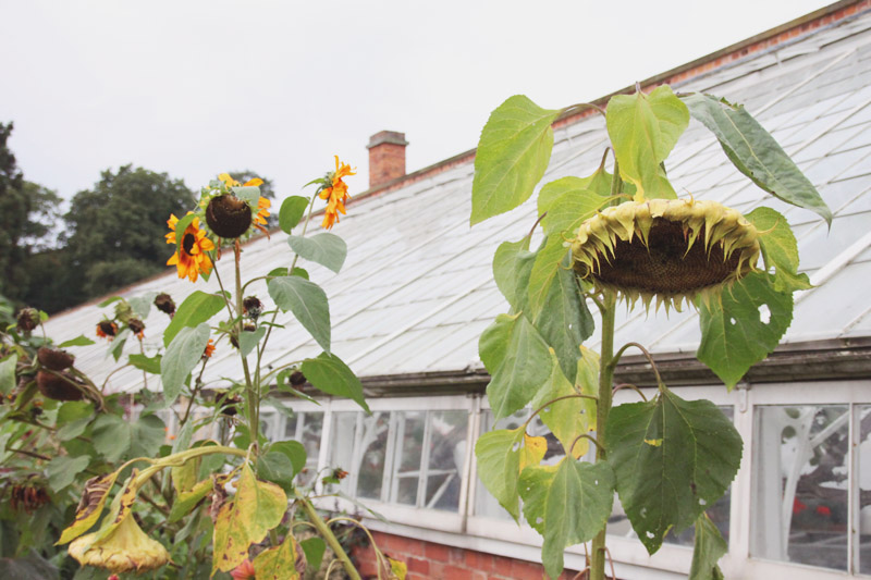 Clumber Park Walled Kitchen Garden