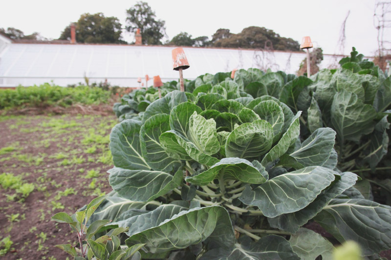 Clumber Park Walled Kitchen Garden