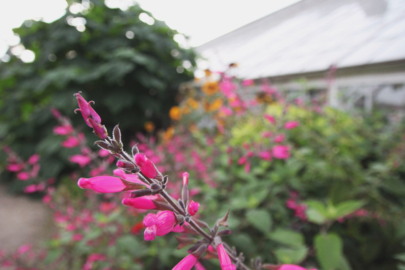 Clumber Park Walled Kitchen Garden