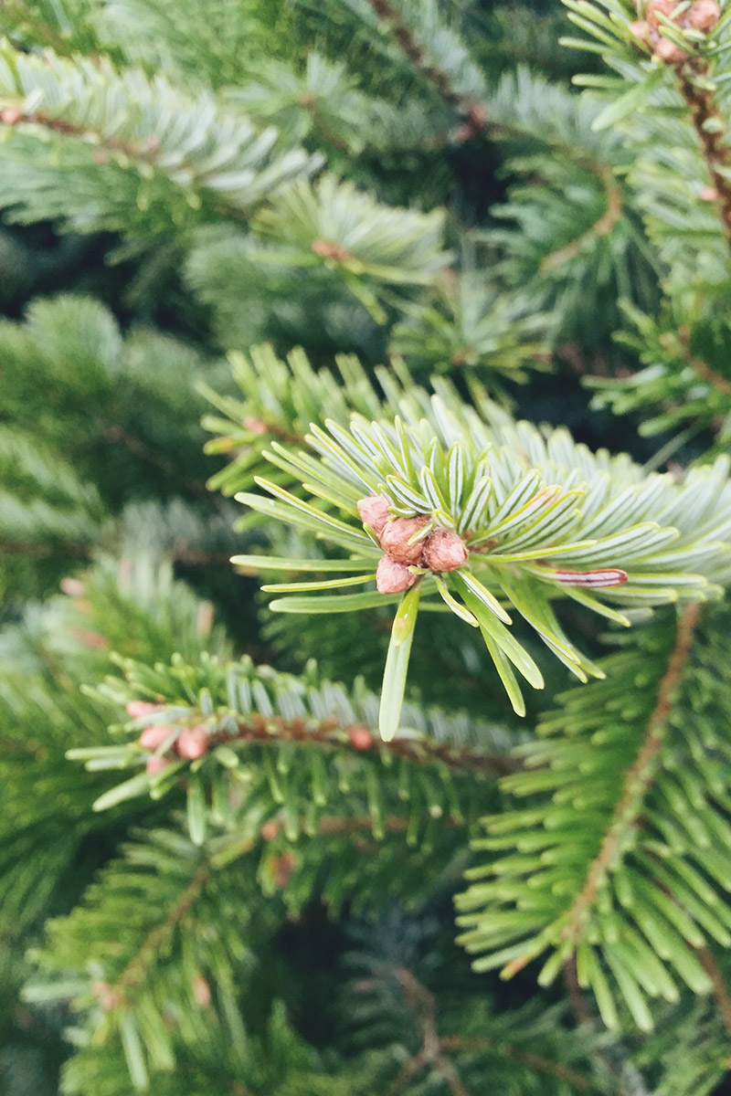 Fresh Christmas Tree