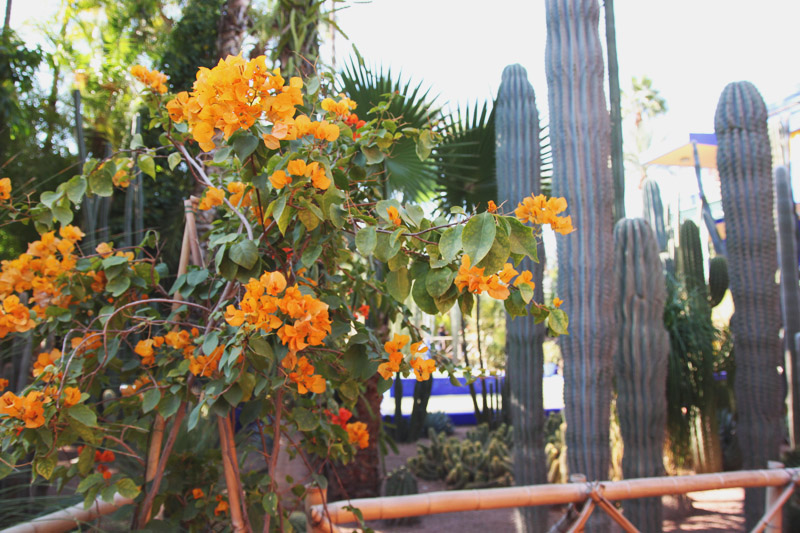 Jardin Majorelle, Marrakech