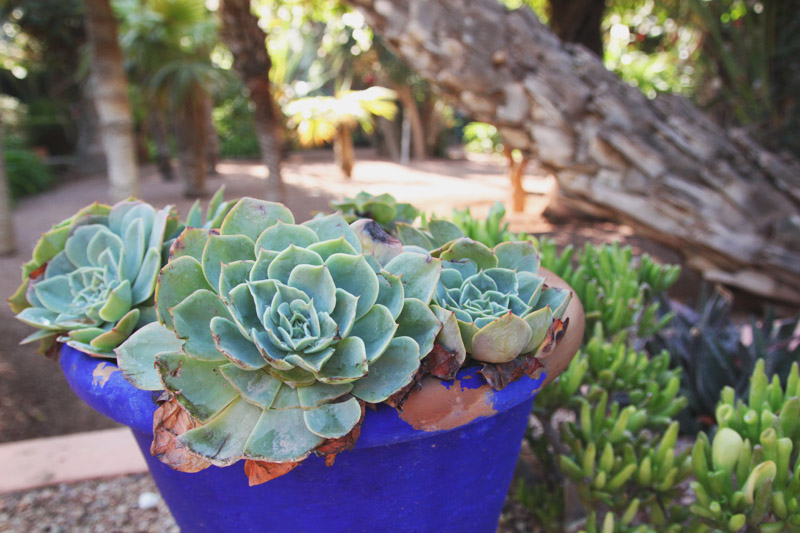 Jardin Majorelle, Marrakech