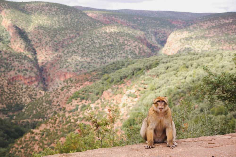 Moneky on Ouzoud Falls Day Trip from Marrakech