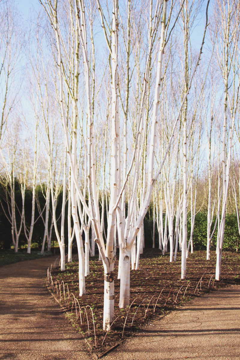 Anglesey Abbey, Winter Gardens