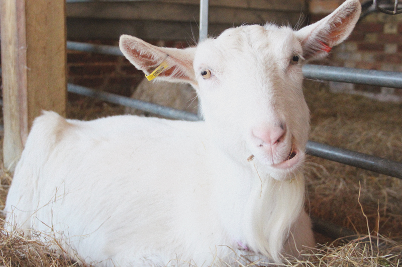 Wimpole Home Farm