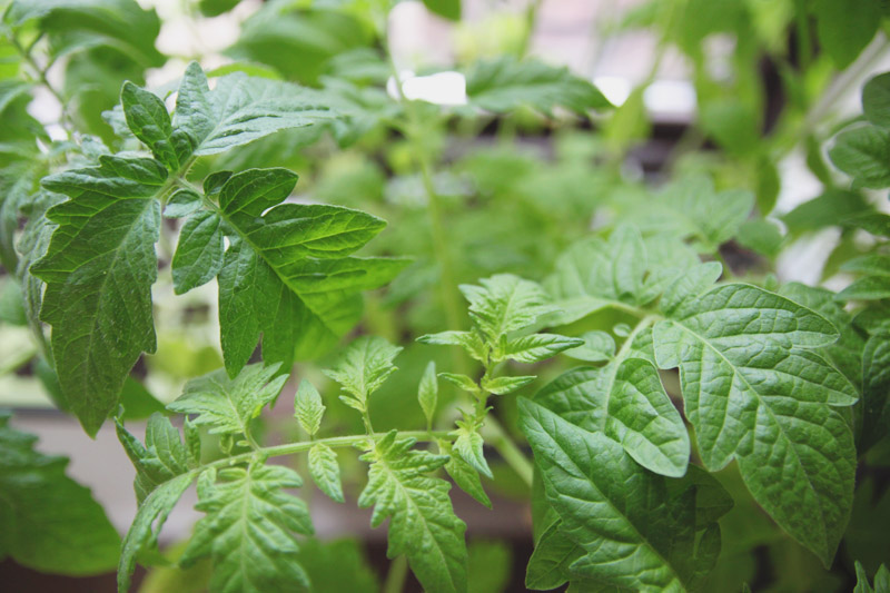 Vegetable Garden - Tomatoes