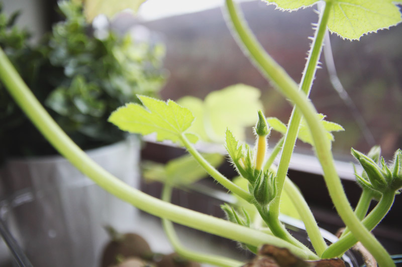 Vegetable Garden - Courgette