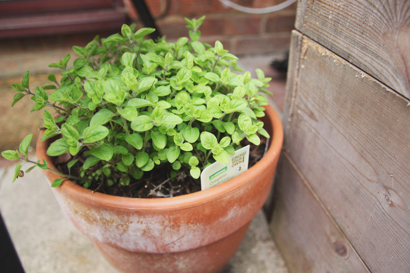 Vegetable Garden - Oregano