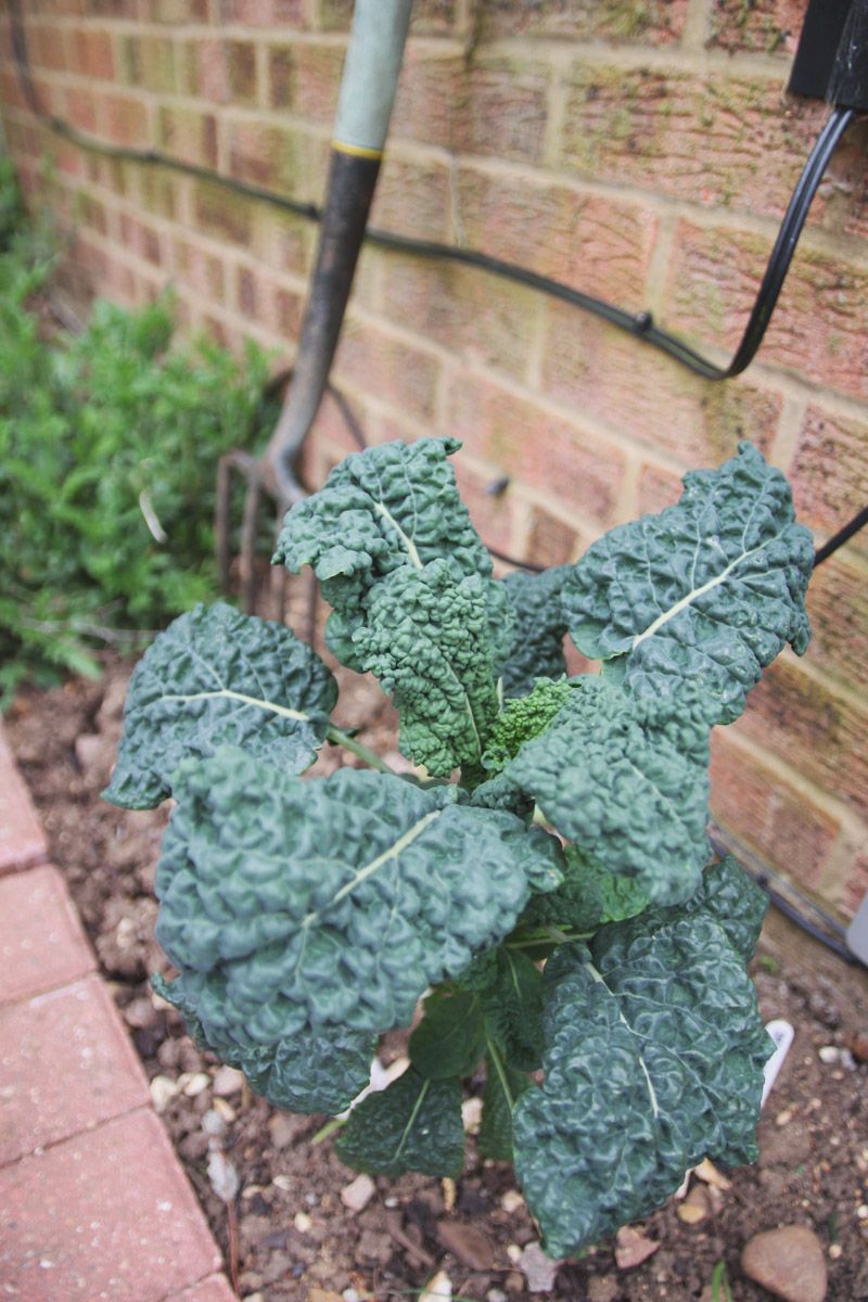 Vegetable Garden - Kale