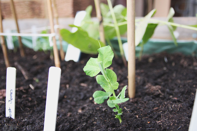 Vegetable Garden - Peas