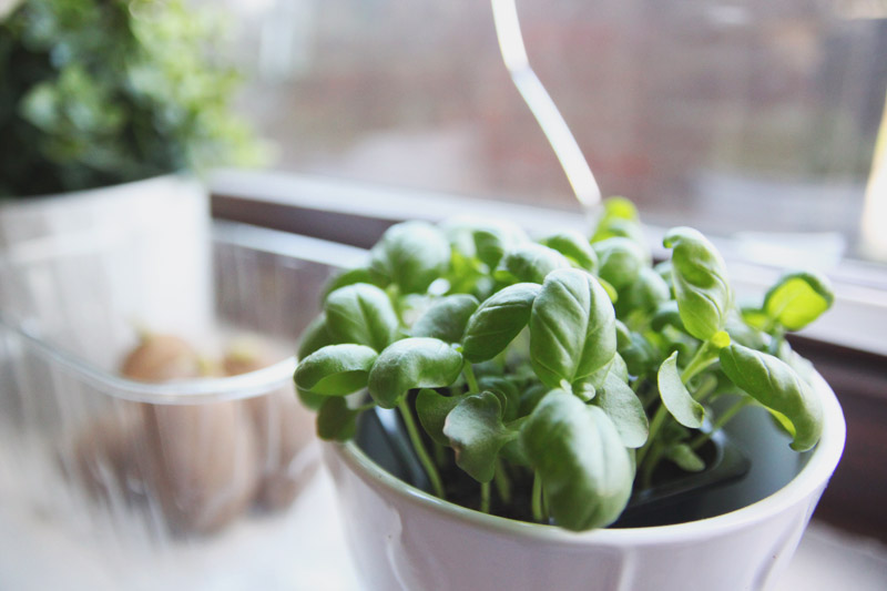 Vegetable Garden - Basil