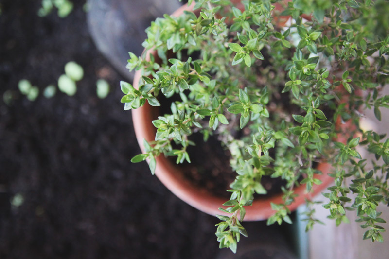 Vegetable Garden - Thyme