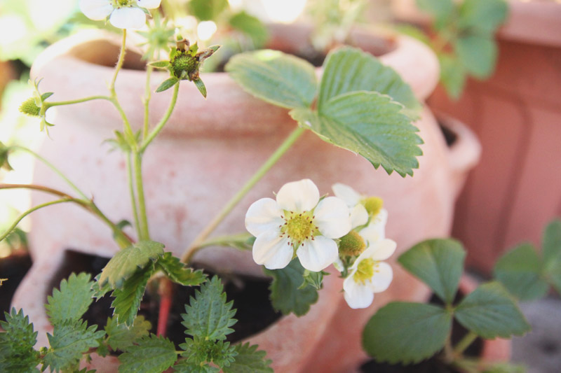 Vegetable Garden - Strawberries