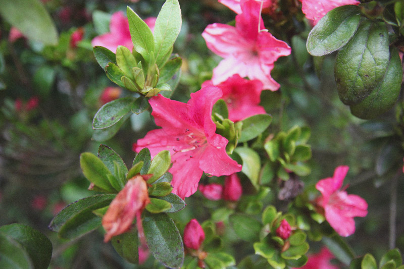 The Lost Gardens of Heligan