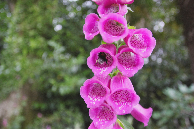 The Lost Gardens of Heligan