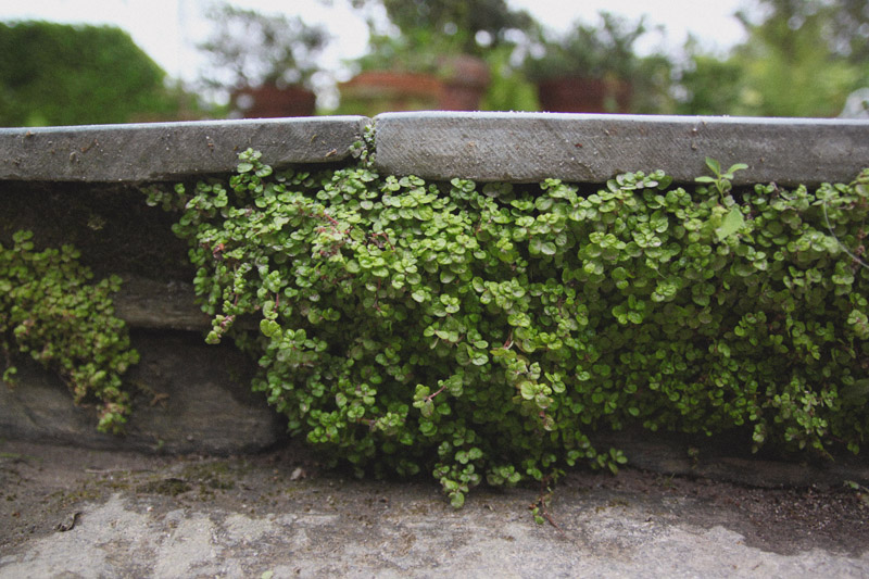 The Lost Gardens of Heligan