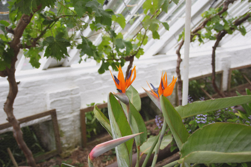 The Lost Gardens of Heligan