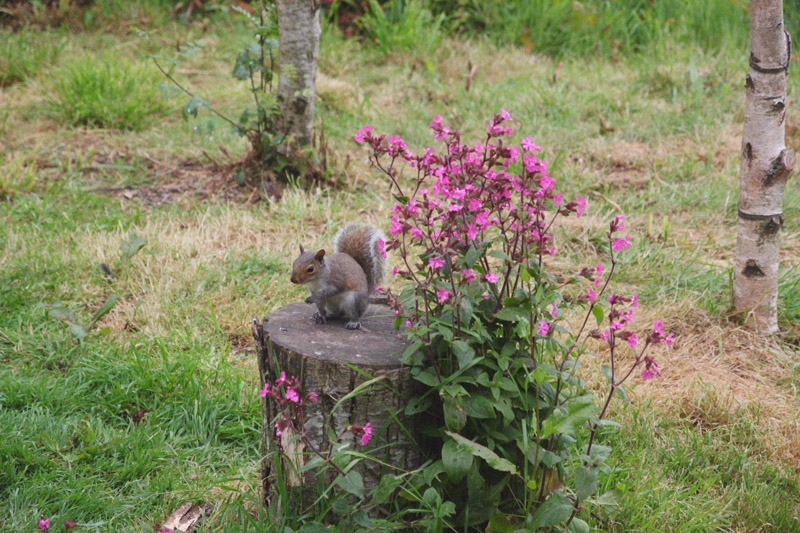 The Lost Gardens of Heligan