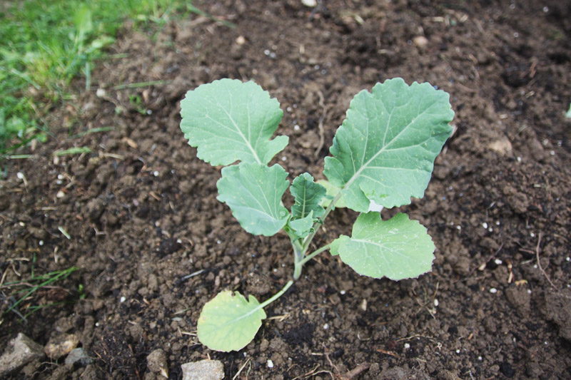 Vegetable Garden 