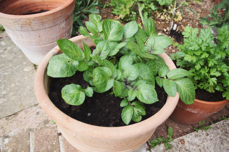 Vegetable Garden 