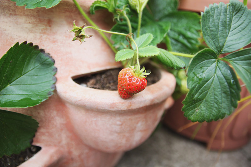 Vegetable Garden 