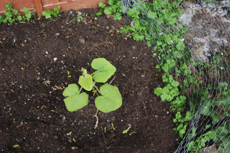 Vegetable Garden 