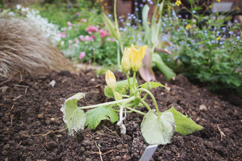 Vegetable Garden 