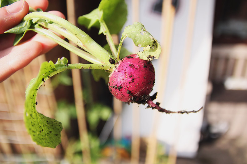 Vegetable Garden 