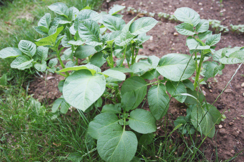 Vegetable Garden 