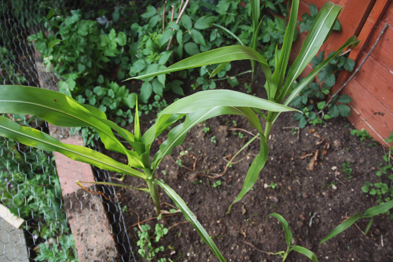 Vegetable Garden 