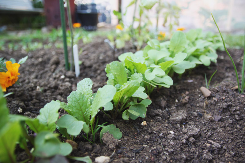 Vegetable Garden 